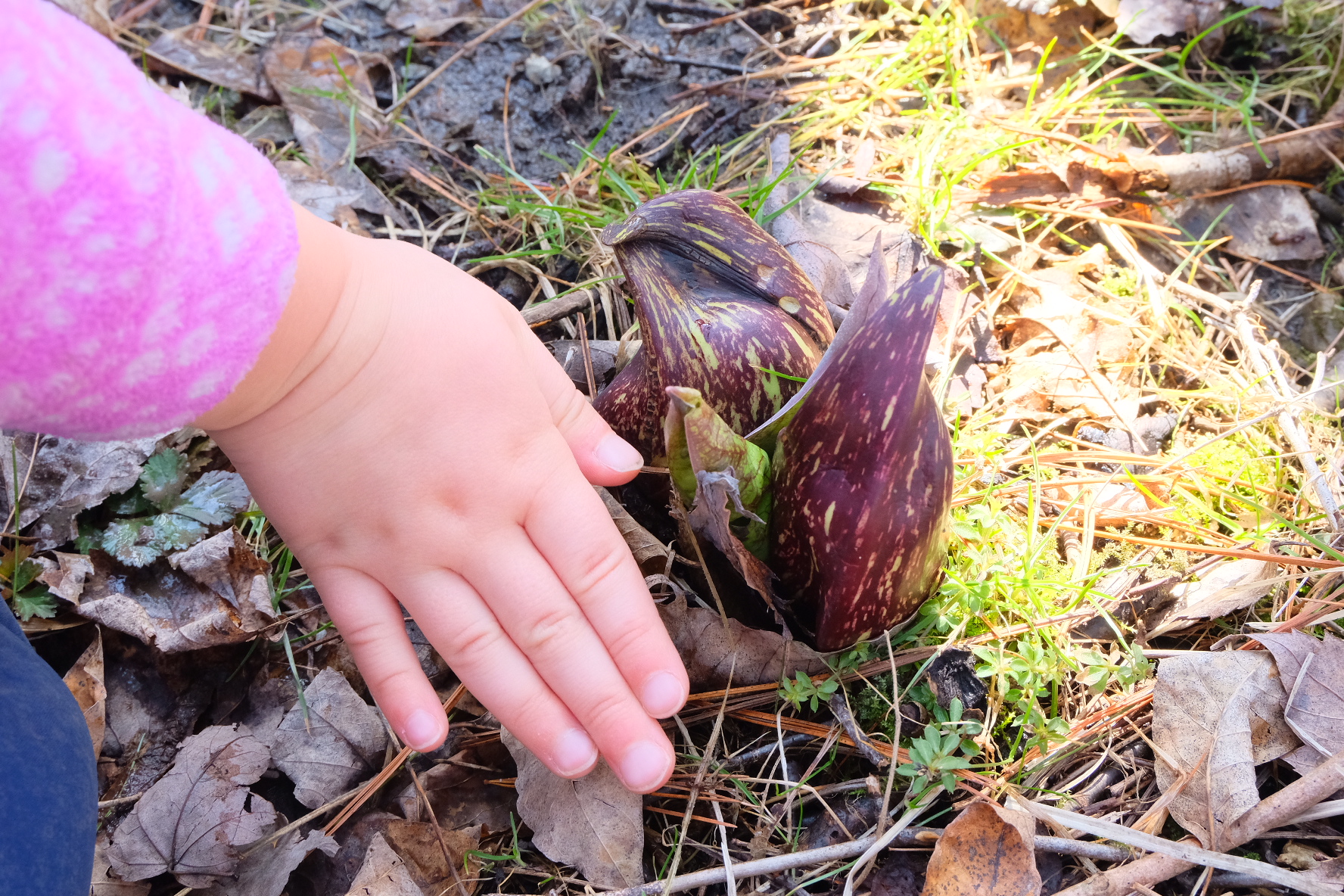 A Skunk Cabbage The Size of Phoebe's Hand