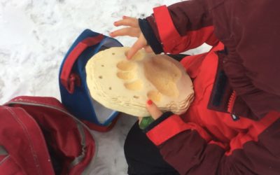 Week 8 Nuthatches, Tuesday & Thursday: Black Bears Waking Up to Sweet Treats