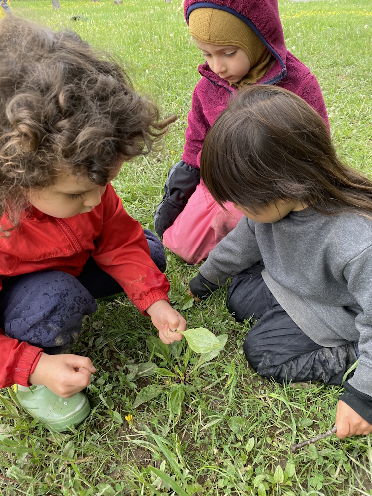 harvesting plantain 1