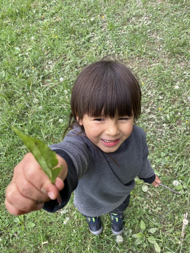 harvesting plantain 2