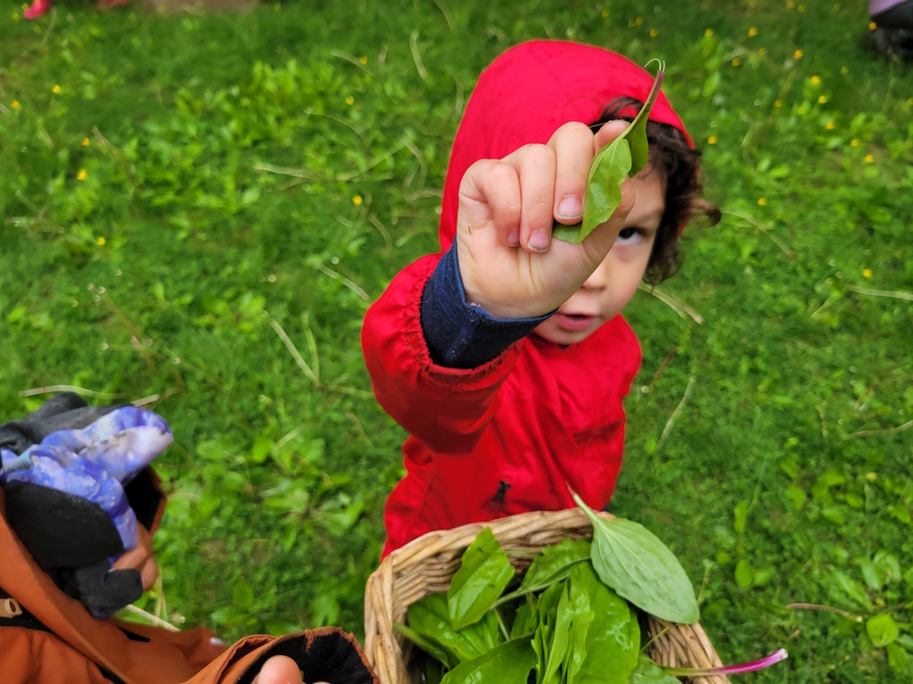 harvesting plantain 3