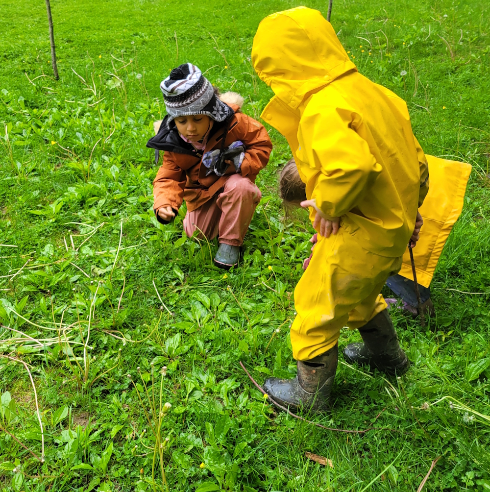 harvesting plantain 4