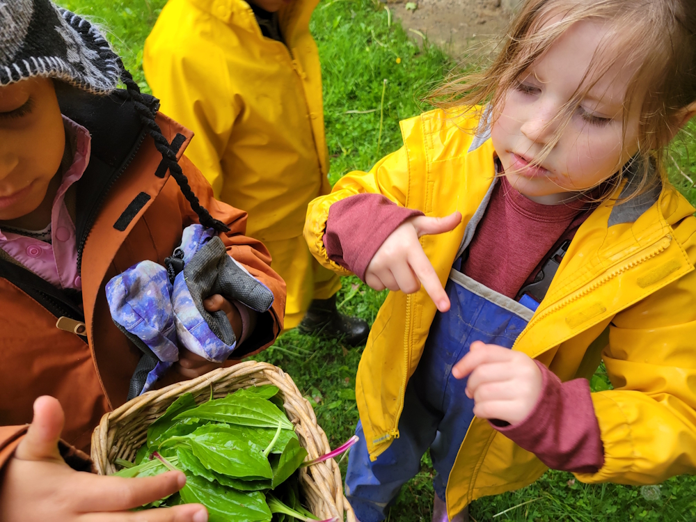 harvesting plantain 5