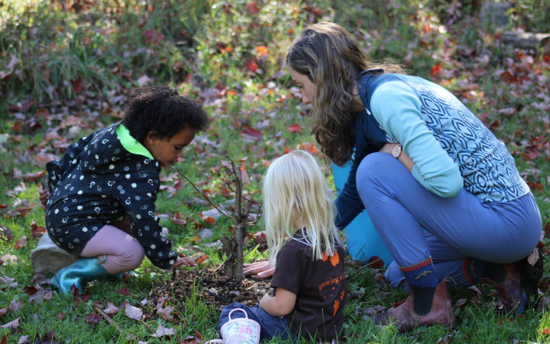 Taking care of the Trees!